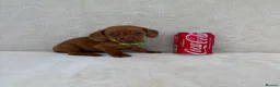 Miniature Dachshund dogs for sale: Dachshund puppies 3 boys 3 girls KC registered - Advert 19