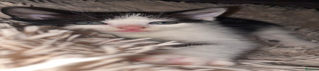 Domestic Shorthair Kitten 2