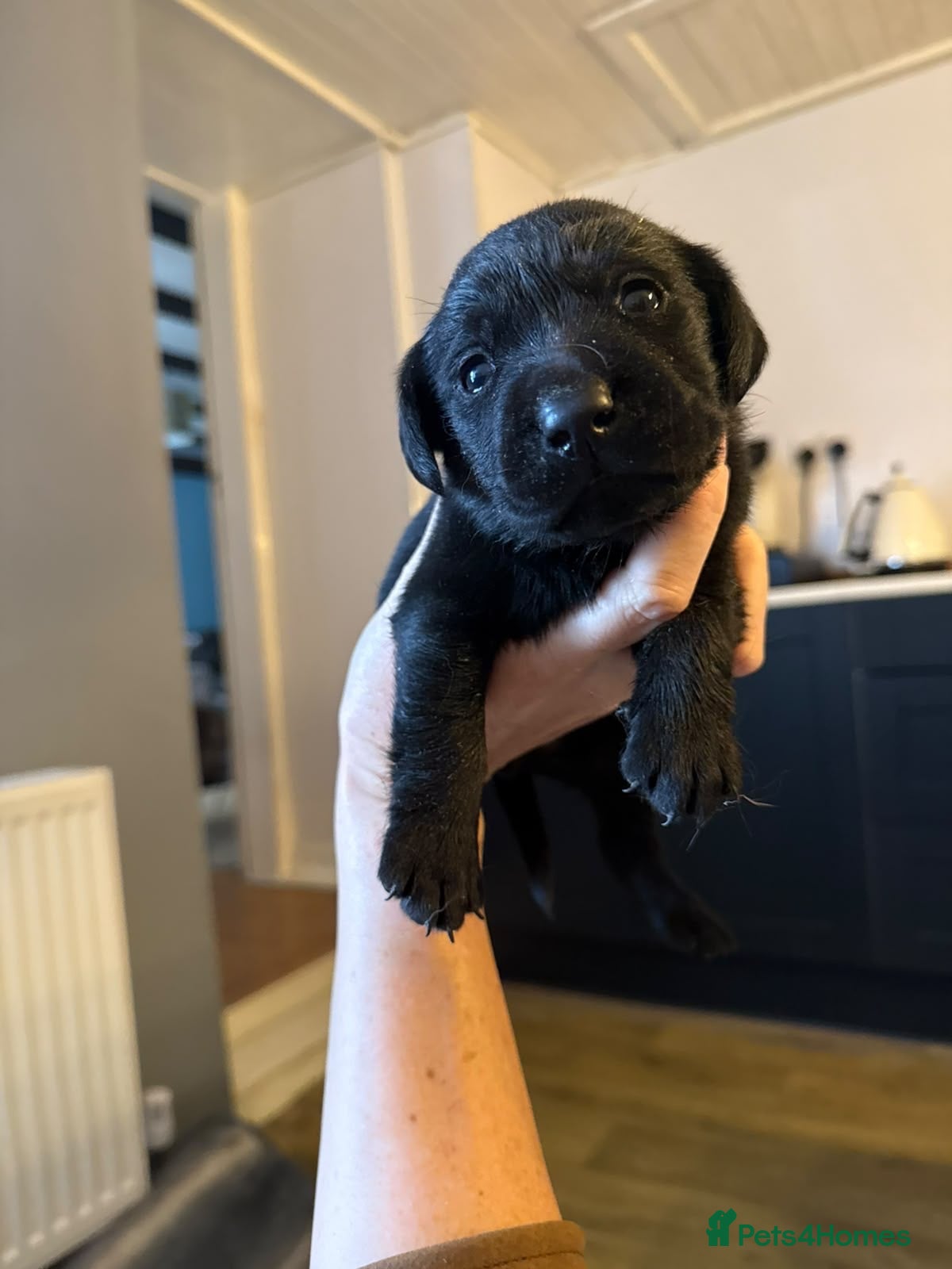 Labrador Retriever dogs for sale: Labrador puppies - Advert 12