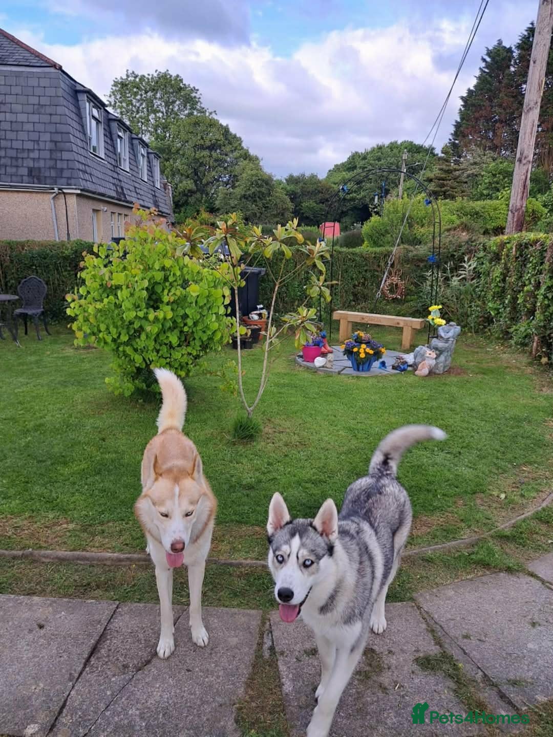 Siberian Husky dogs for sale: Siberian Husky Puppies REDUCED!! - Advert 26