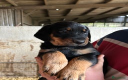 Mixed Breed dogs for sale: Beautiful Retriever X Huntaway puppies for sale - Image 5
