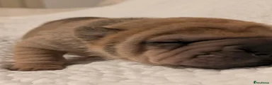 Shar Pei Puppy 4