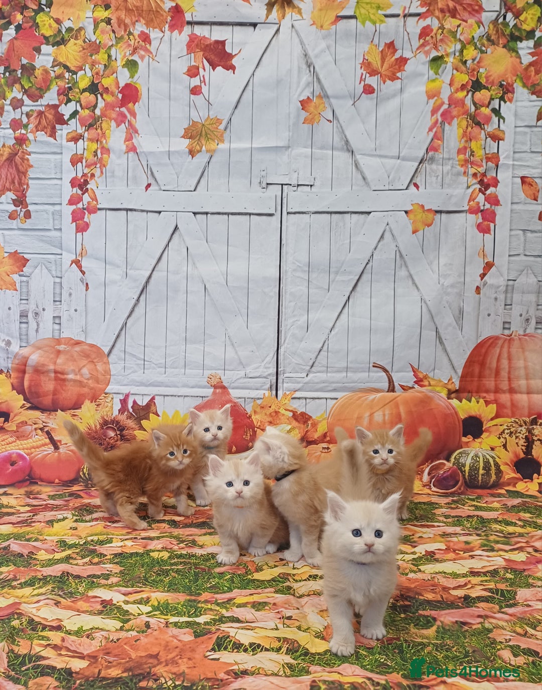 Maine Coon cats for sale: Maine Coon Kittens  - Advert 2