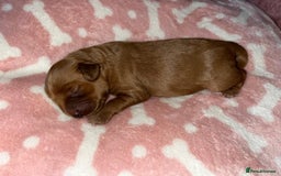 Cockapoo dogs for sale: 🌸3 gorgeous chunky Cockapoo puppy’s 🌸 - Image 36