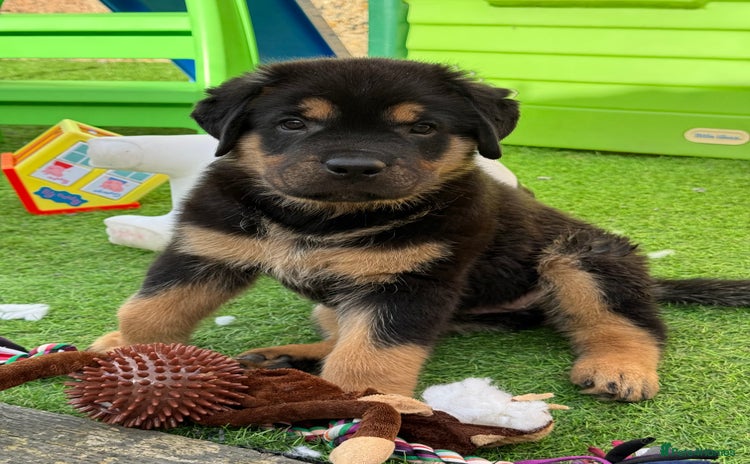 Rottweiler dogs - Advert 1