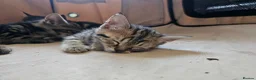 Mixed Breed cats for sale: Stunning Bombay Cross Kittens – Trained & Playful - Advert 16