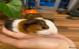 Guinea Pig rodents for sale: Baby female Guinea pigs - Image 7