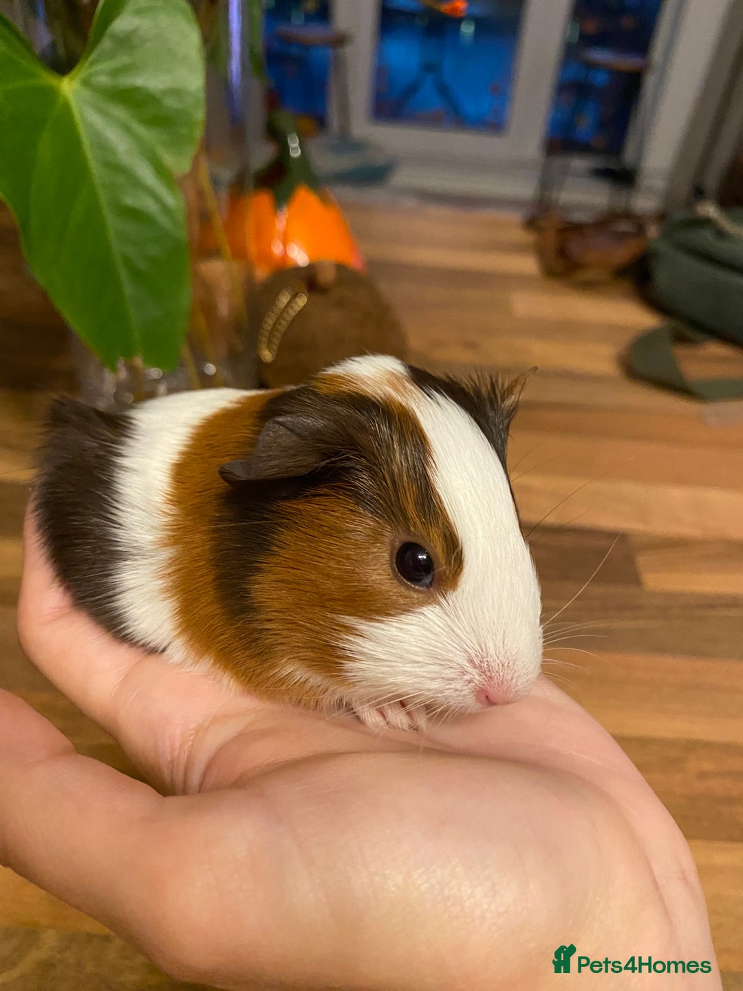 Guinea Pig rodents for sale: Baby female Guinea pigs - Image 7