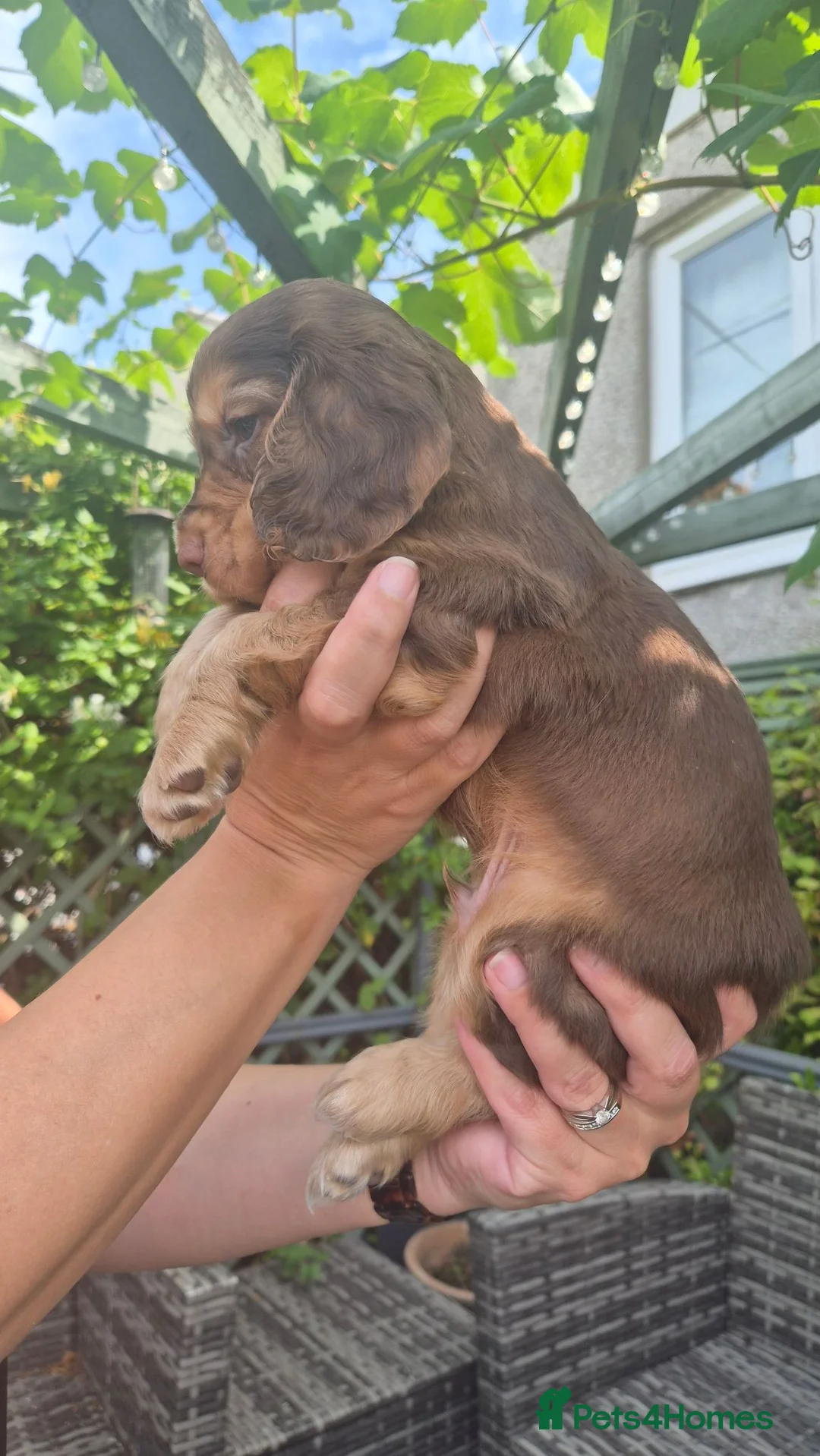 Cocker Spaniel dogs for sale: Chocolate & Tan Sable Boy - Advert 2