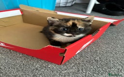 British Shorthair cats for sale: 2 Kittens left for sale! - Image 16