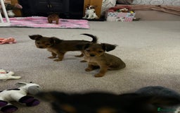 Russian Toy Terrier dogs for sale: Russian Toy puppies from show lines  - Image 4