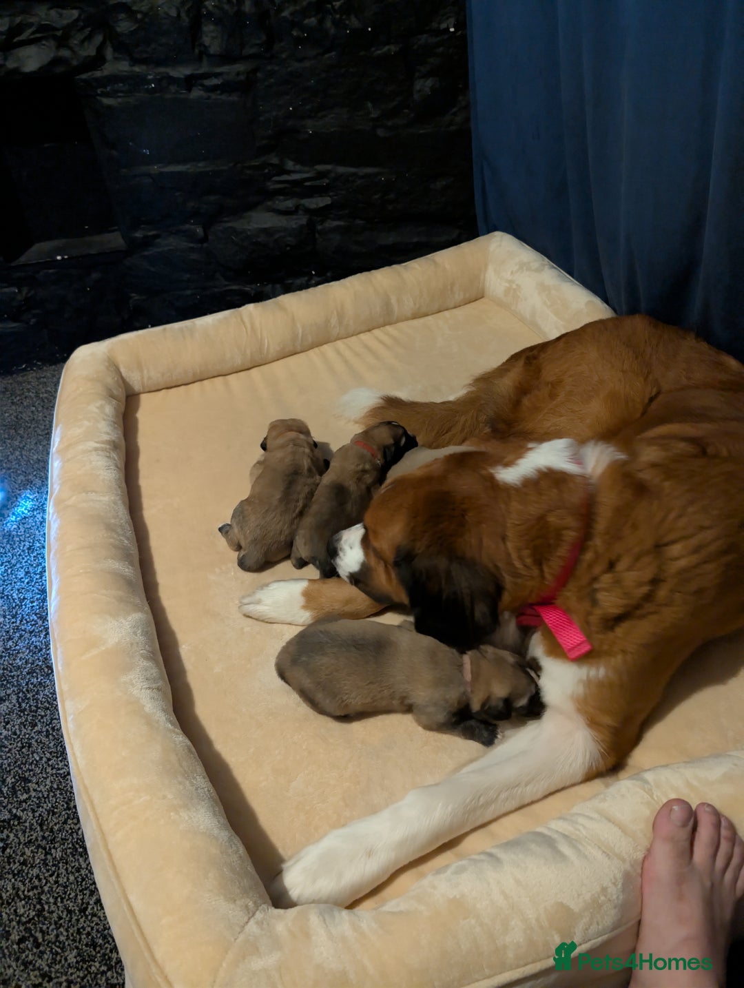 Mixed Breed dogs for sale: St Bernese X swiss Shepard pups - Image 5
