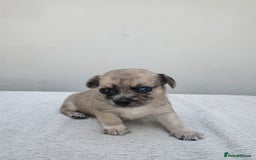 Chiweenie dogs for sale: ** chiweenie puppies  in Worcester - Image 14
