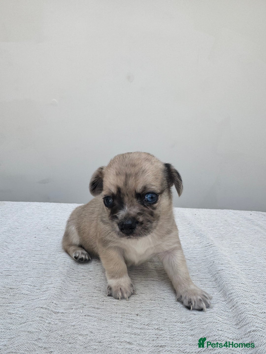 Chiweenie dogs for sale: ** chiweenie puppies  in Worcester - Image 14