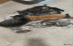 British Shorthair cats for sale: 4 little kittens - Image 3