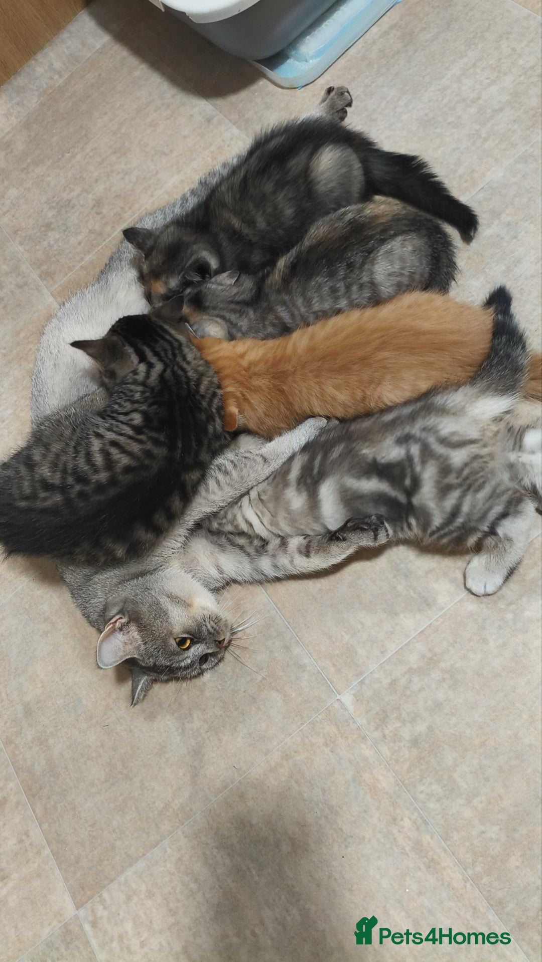 British Shorthair cats for sale: 4 little kittens - Image 3