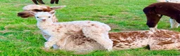 Alpaca livestock for sale: Special breeding  group of 10 stunning Alpaca in Llandovery - Advert 13