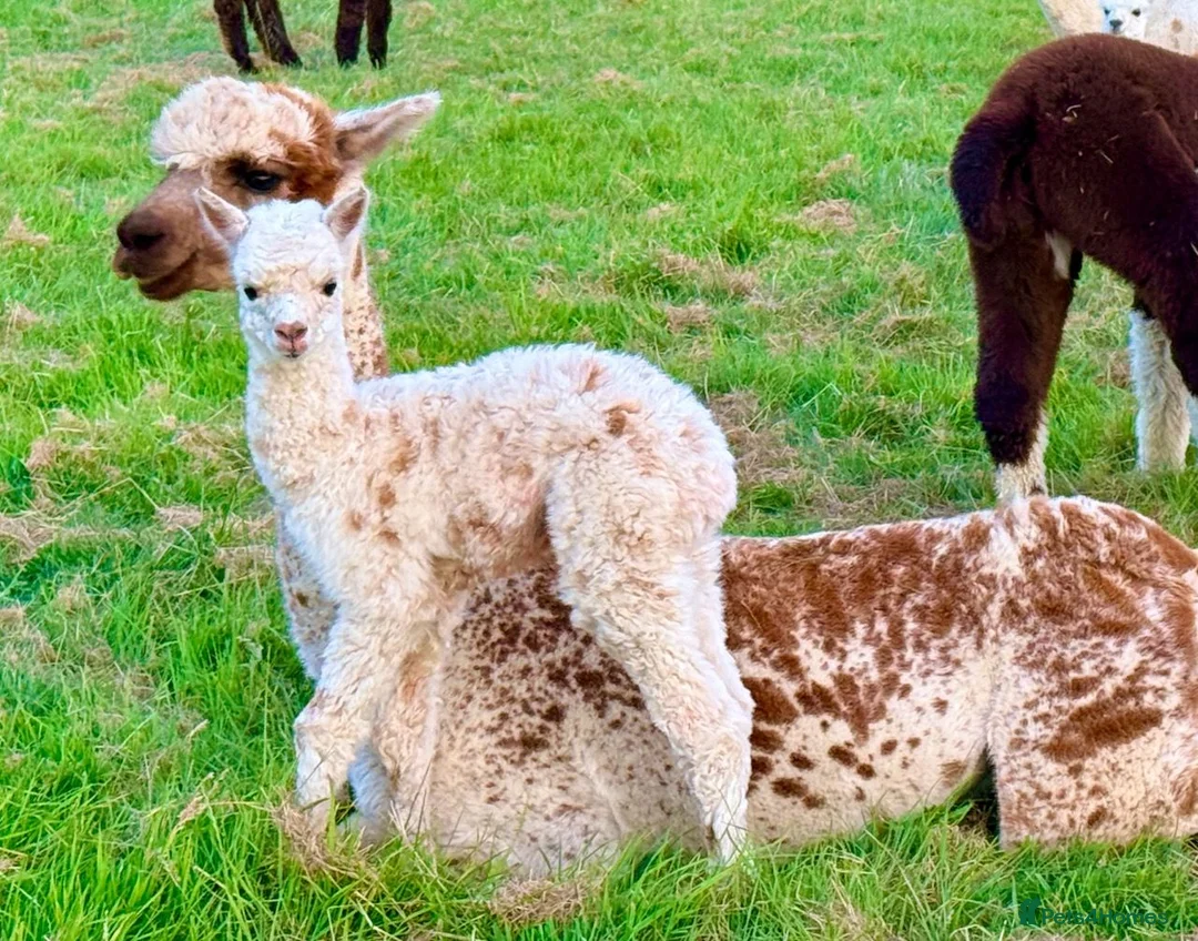 Alpaca livestock for sale: Special breeding  group of 10 stunning Alpaca in Llandovery - Advert 13