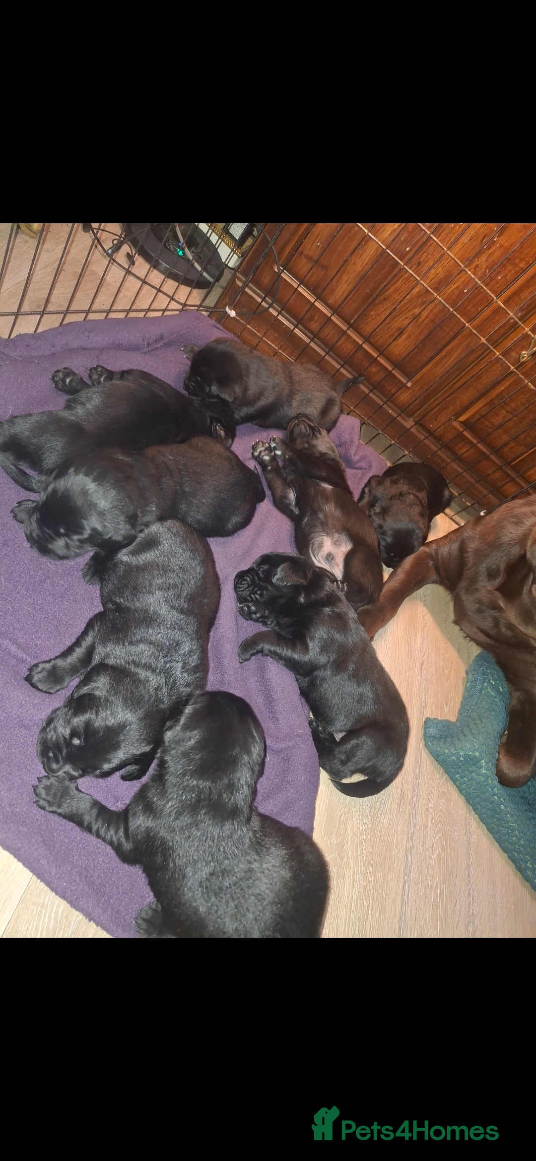 Labrador Retriever dogs for sale: black Labrador Retriever puppies  - Advert 2