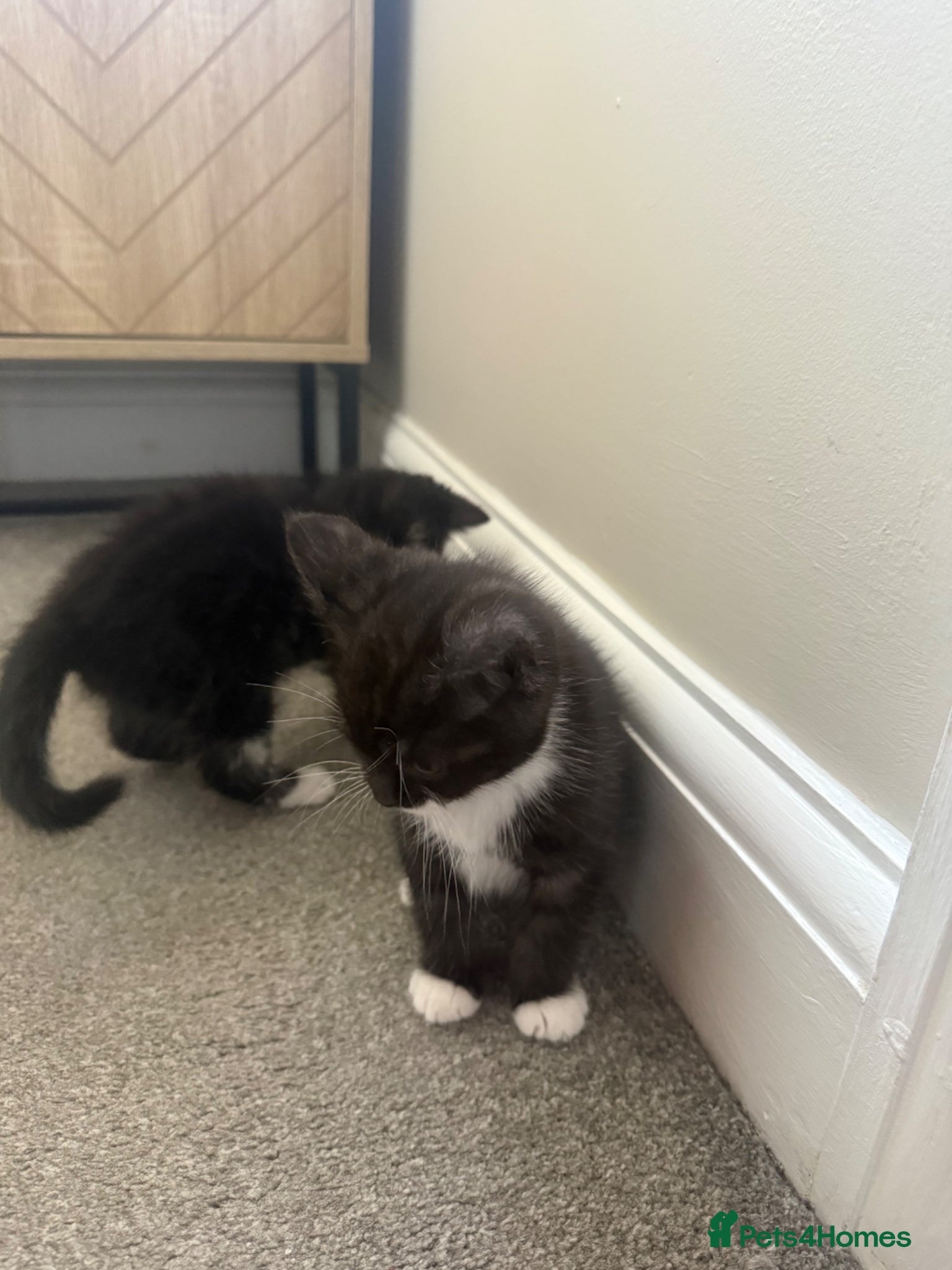 Mixed Breed cats Black/white/grey tabby BSH x Persian Kittens - Advert 2