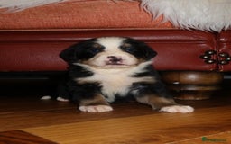 Bernese Mountain Dog dogs for sale: Bernese Mountain Dog Pups  - Image 22