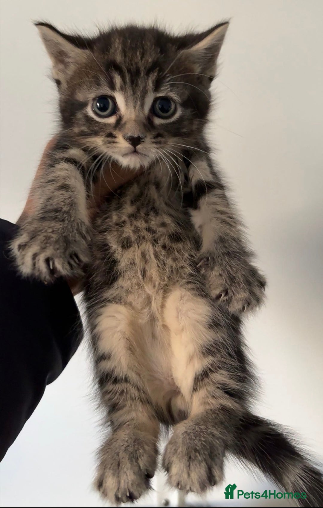 Mixed Breed cats for sale: x5 beautiful kittens ready for new homes! - Advert 4