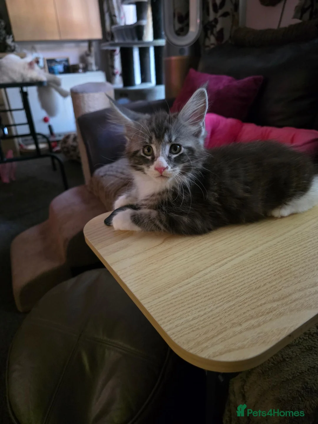 Maine Coon cats for sale: Last little girl - Advert 1