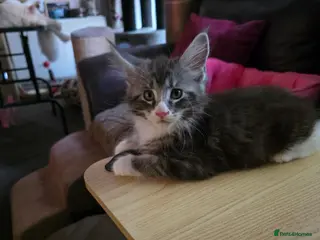 Maine Coon cats Last little girl - Advert 1