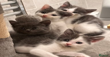 Mixed Breed cats - Advert 4