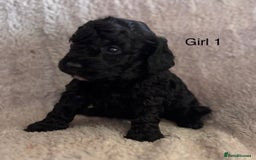 Maltipoo dogs for sale: F1B maltipoo - Image 6