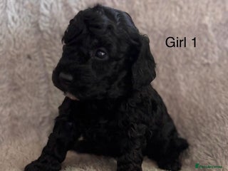 Maltipoo dogs - Advert 7