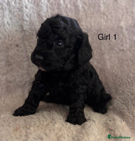 Maltipoo dogs - Advert 11
