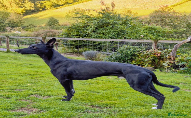 Lurcher dogs - Advert 4