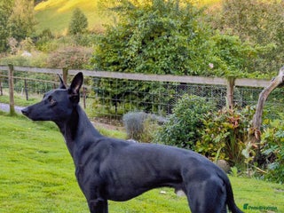 Lurcher dogs - Advert 5