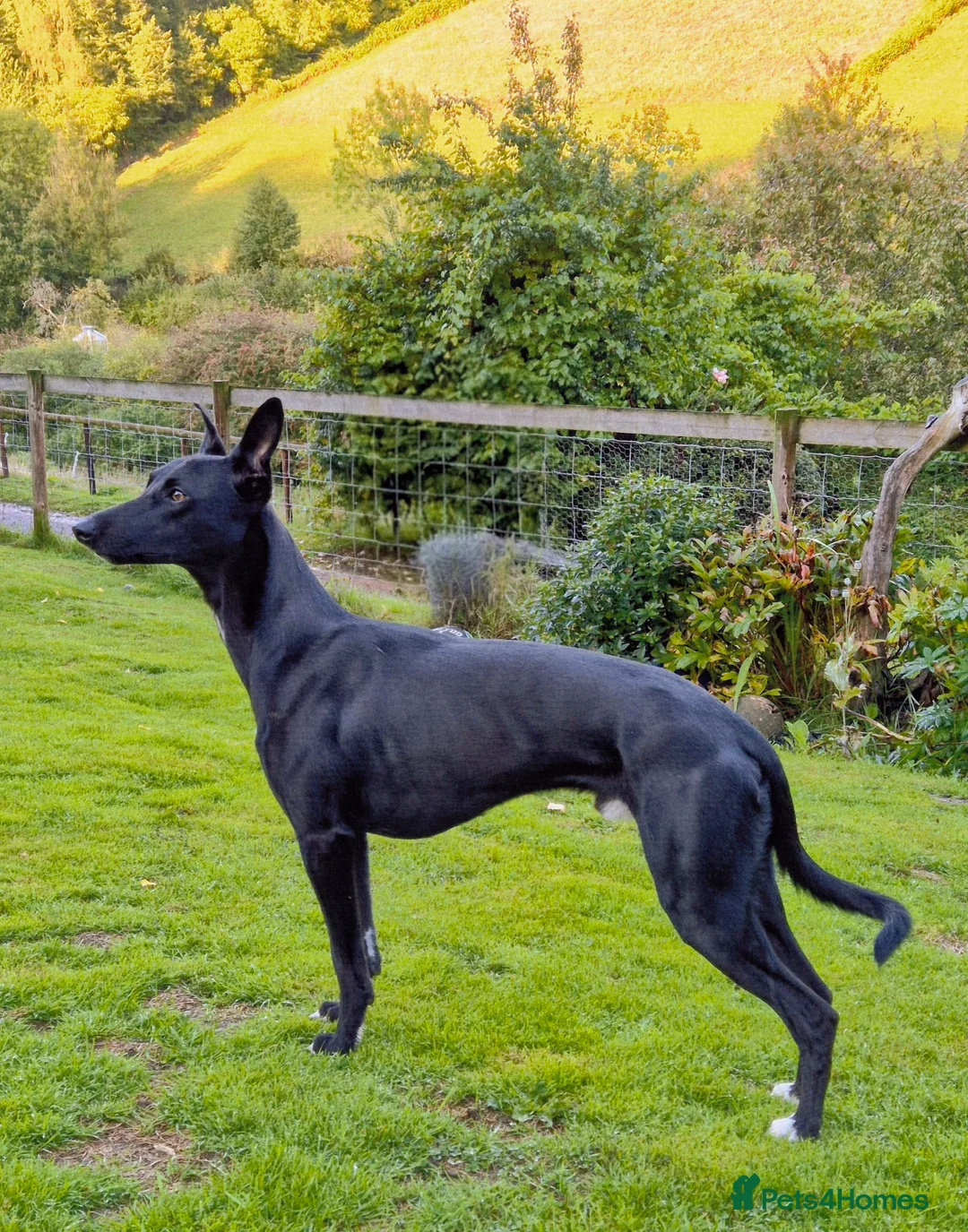 Lurcher dogs for stud: 🌟 Lurcher Stud Available 🌟  - Advert 1
