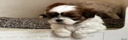 Shih Tzu dogs for sale: Shih Tzu puppies  - Advert 5