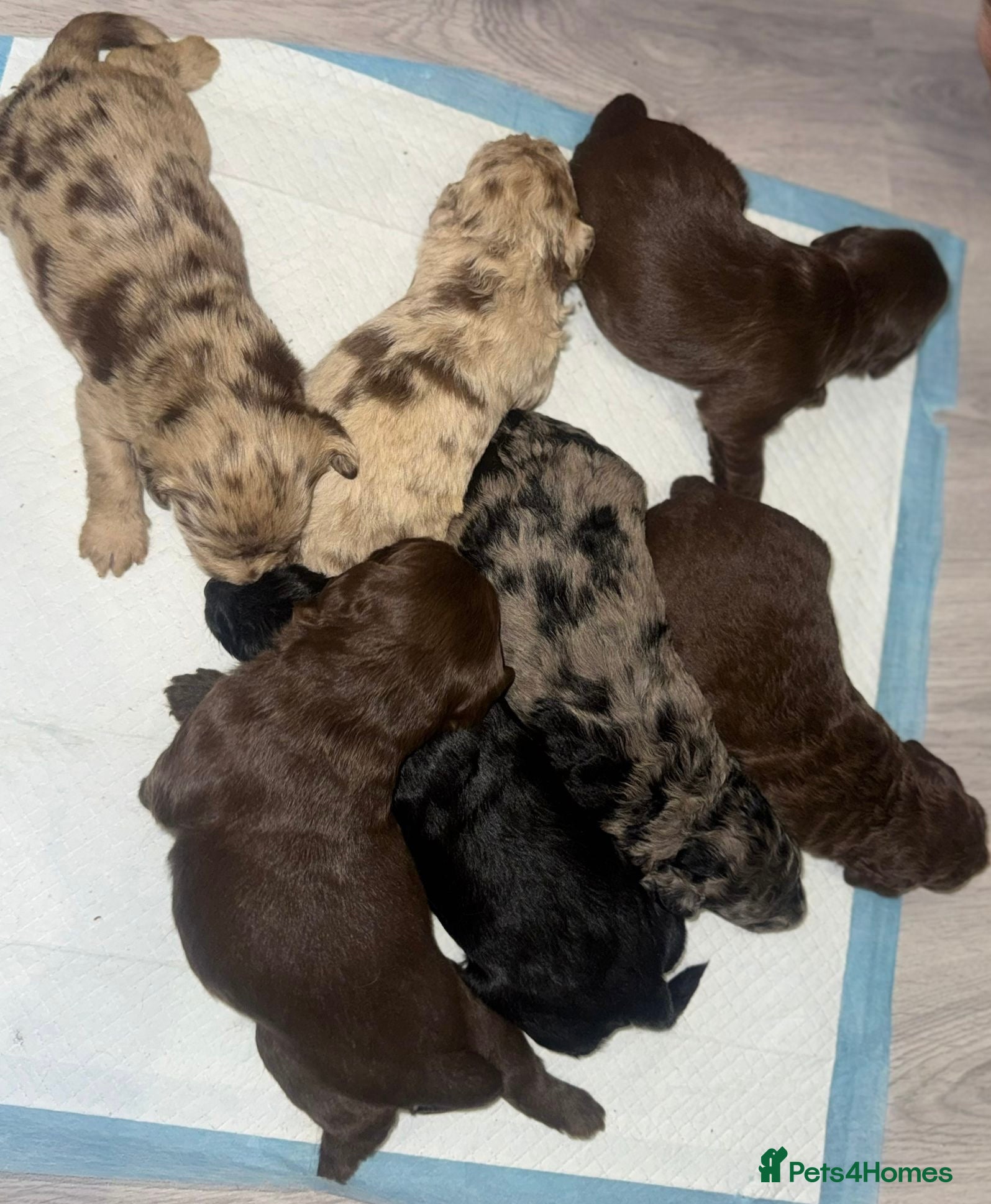 Labradoodle dogs Stunning labradoodle puppies - Advert 6