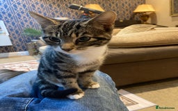 Mixed Breed cats for sale: Beautiful Female Kitten  - Image 1