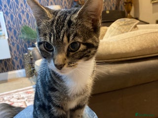 Mixed Breed cats - Advert 15