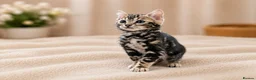 Bengal cats for sale: Ready Now | Health Tested TICA Glitter Bengal Girl - Advert 5