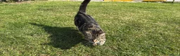 Mixed Breed cats for sale: Beautiful tabby female kitten for sale - Advert 2