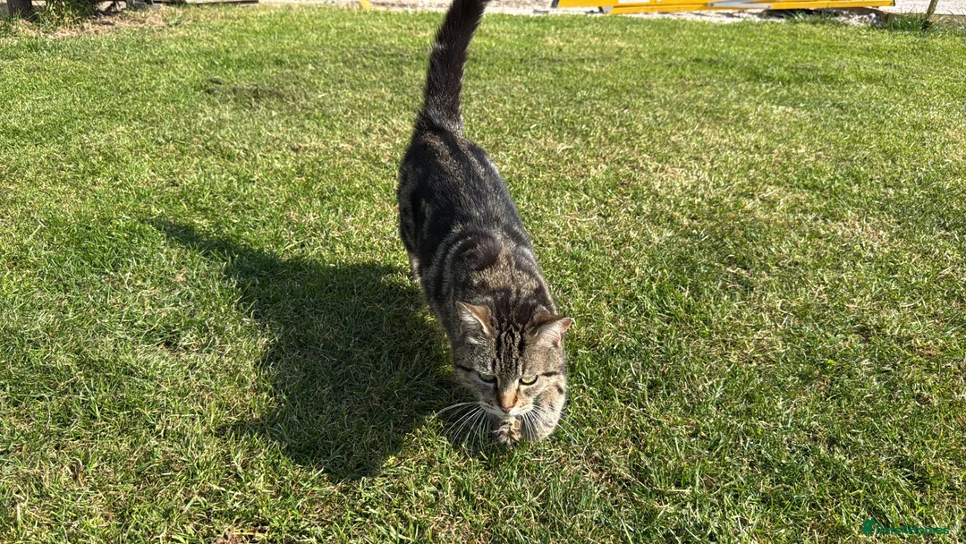 Mixed Breed cats for sale: Beautiful tabby female kitten for sale - Advert 2