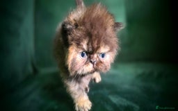 Persian cats for sale: Beautiful and Rare Purebred Persian Kittens - Image 9