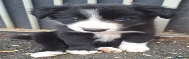 Border Collie 3