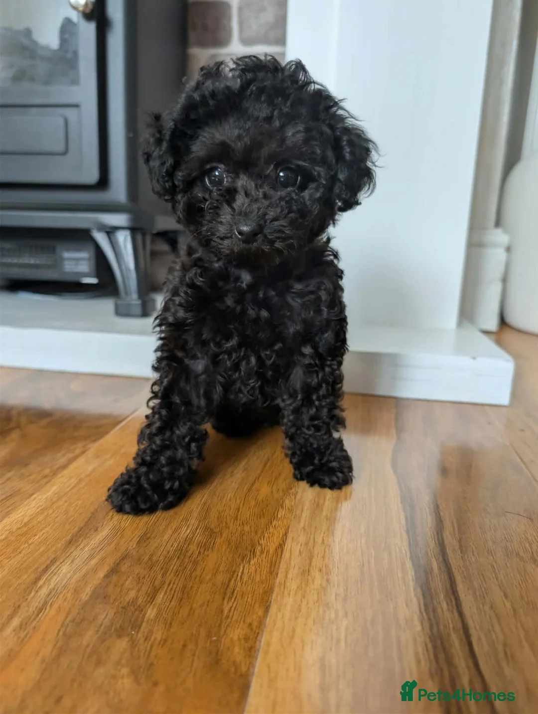 Toy Poodle dogs for sale: Asian toy poodle girl - Advert 6