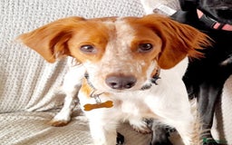 Brittany Spaniel dogs for adoption: Sweet Friendly Active Freckles in Norfolk - Image 1