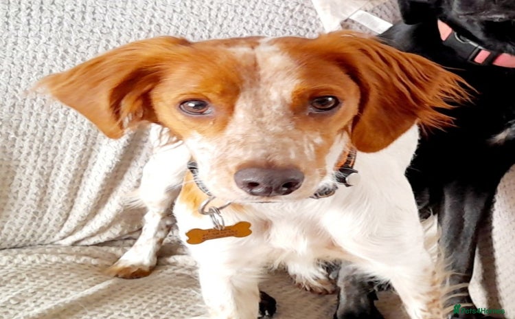 Brittany Spaniel dogs - Advert 1