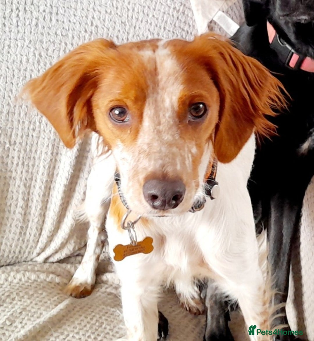 Brittany Spaniel dogs for adoption: Sweet Friendly Active Freckles in Norfolk - Image 1