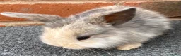 Mini Lop rabbits for sale: STUNNING PURE BREED MINI LOPS AMAZING COLOURS - Advert 8