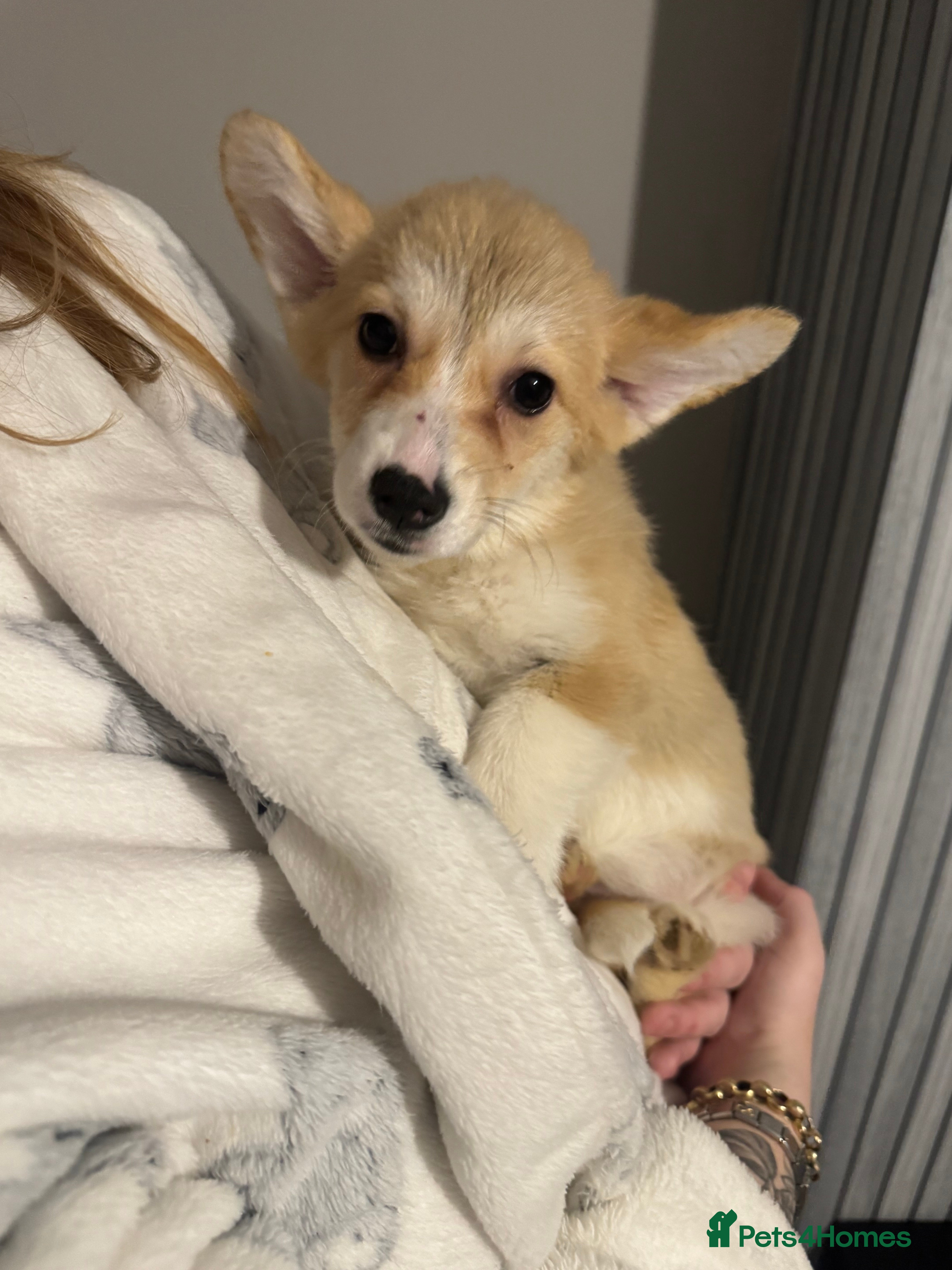 Welsh Corgi Pembroke dogs Beautiful Welsh Pembroke corgis READY TO LEAVE - Advert 4